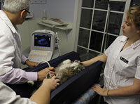Veterinary Ultrasound in Hazard, KY